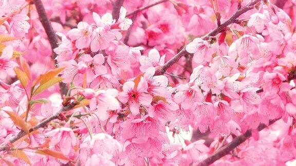 春天的粉红色樱花