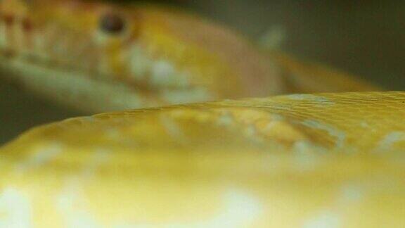 金泰国蟒(Pythonbivittatus)张开蛇的嘴