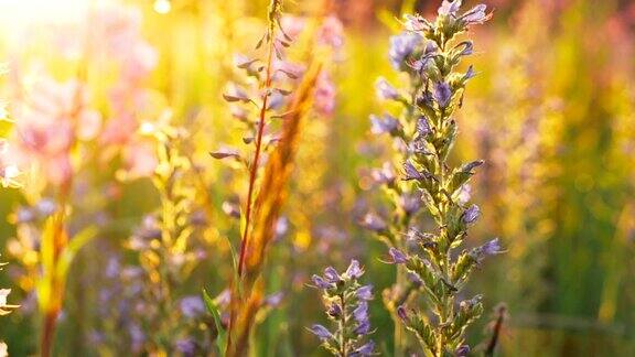 清晨阳光下草地上的花朵