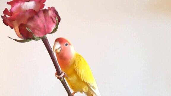 这只美丽的鹦鹉在尽情地啃着玫瑰叶子孤立在白色背景上