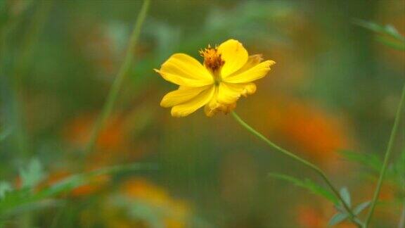 黄花上的蝴蝶慢镜头