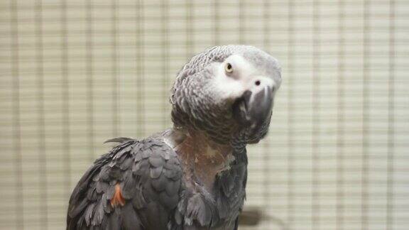 美丽的大鹦鹉坐在笼子里错话灰色鹦鹉