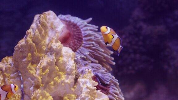 小丑鱼“尼莫”在水族馆的热带珊瑚礁里游泳