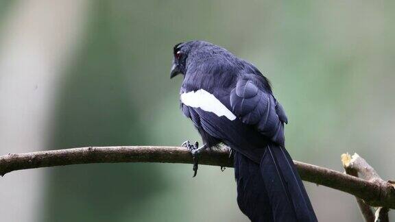 喜鹊:成年马来亚黑喜鹊(Platysmurusleucopterus)