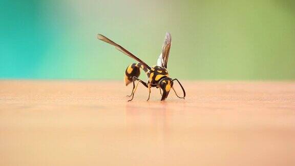 黄蜂危险