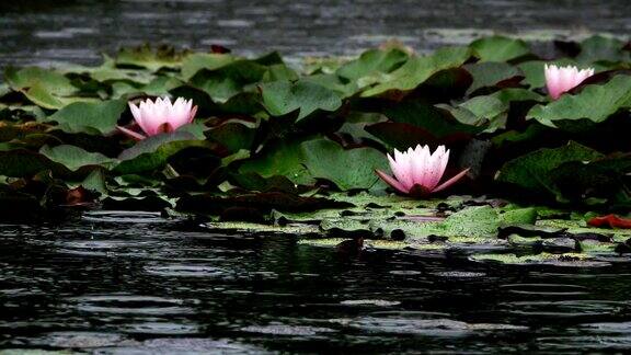 雨天湖水上的荷花和睡莲