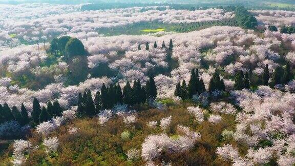 樱花樱桃树