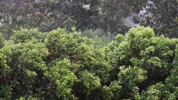 树在暴风雨中摇曳