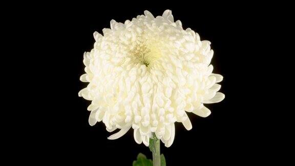 美丽的白色菊花开了
