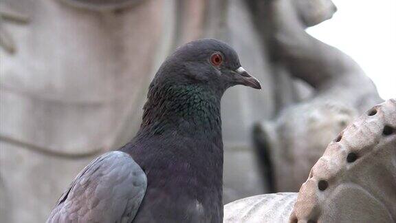 意大利罗马古喷泉上的鸽子