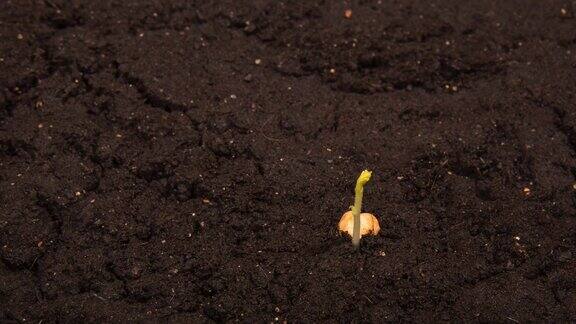 豆子的生长是按时间间隔进行的种子半埋在地里然后伸长