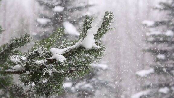 雪花飘落在森林里