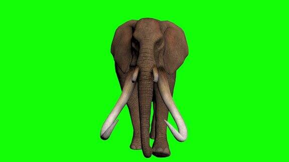 在绿色屏幕上的3D大象动画和超逼真的渲染股票视频