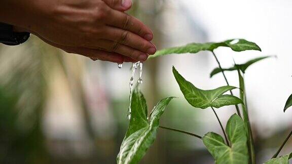 亲手给植物浇水慢慢净化空气的植物浇水录像为我们喜爱的植物浇水空气净化器
