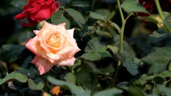粉红玫瑰在玫瑰花圃里盛开