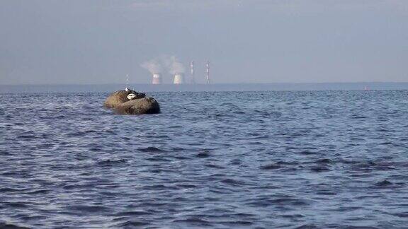 海鸥栖息在海岸边的石头上背景是火电厂的管道芬兰的海湾圣彼得堡
