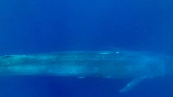 慢镜头特写蓝鲸在早晨的阳光下慢慢地在蓝色的水里游泳大蓝鲸-须鲸目水下拍摄高角度拍摄印度洋斯里兰卡