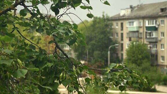 窗外长着绿叶的树枝随风摆动