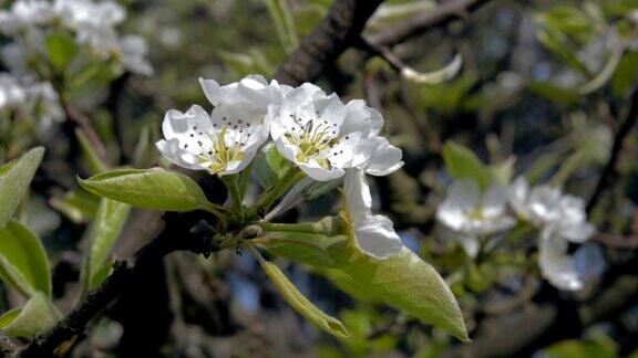 春天盛开的苹果园的特写