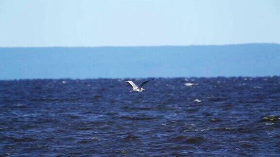 一只苍鹭在一个大湖的水面上飞翔一只苍鹭在强大的迎面而来的气流中盘旋在水面上
