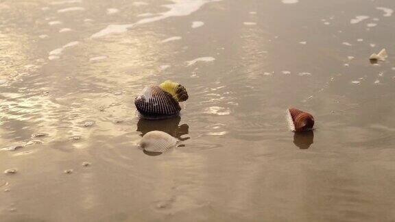 海浪卷过海滩上的贝壳