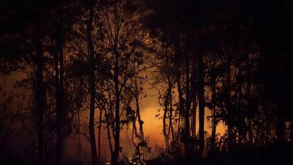 森林火灾是由人类引起的火灾