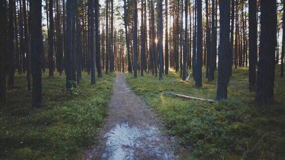 夏天漫步在波罗的海的松树沙丘上
