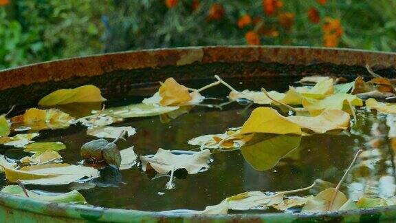秋天的花园里黄叶落进一桶雨水里