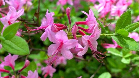 花园里盛开着美丽的粉红色杜鹃花