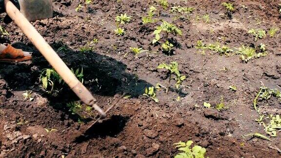 一个农妇在花园里除草清理绿色幼苗周围的杂草人们用鹤嘴锄除草在一块土地上工作户外除草耙花园土壤分级