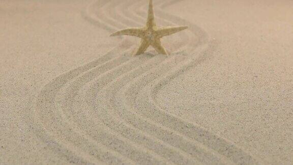 近似的黄色海星站在沙线离开地平线