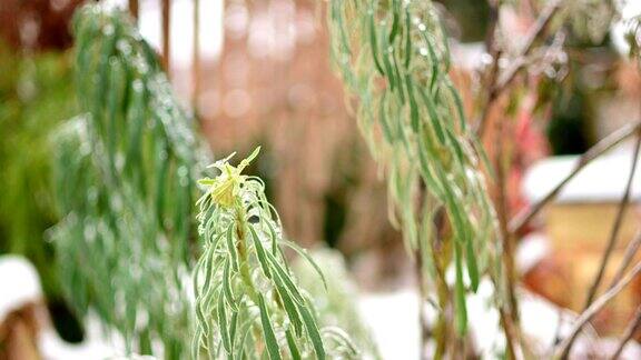 冰雪融化后植物的特写时间流逝