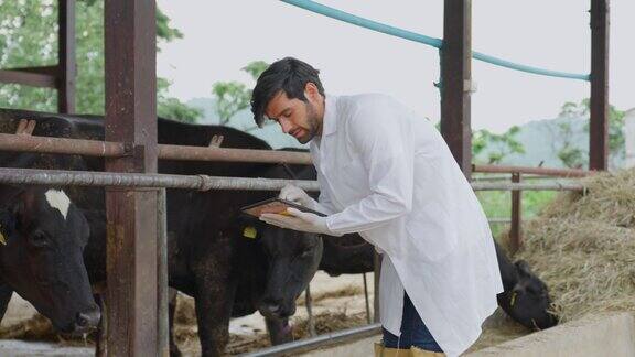 迷人的白人兽医独自在牛棚户外工作年轻的专业男性医生在家畜养殖场边走边检查奶牛并做记录