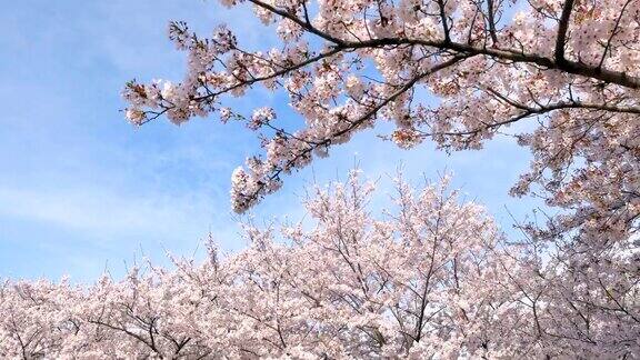 樱花盛开的风景