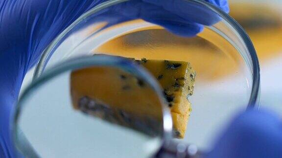 专业用放大镜检测干酪成型程度质量控制