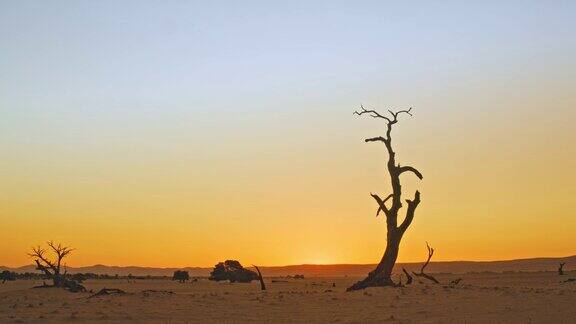日落时分非洲纳米比亚宁静的沙漠中树木的剪影