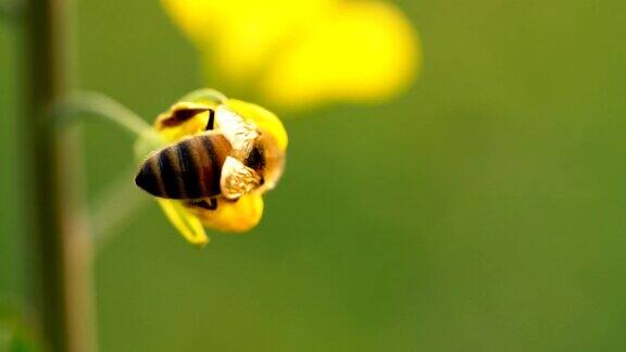 蜜蜂在油菜花周围飞舞