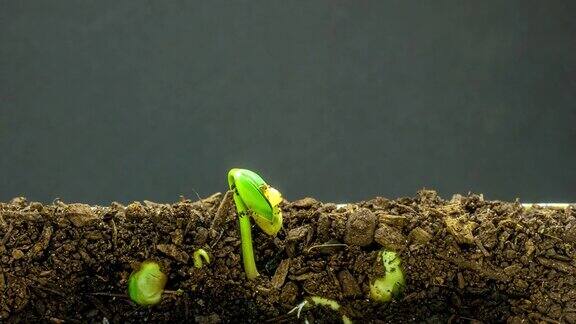3个豆芽在地上生长的4K延时视频以黑色背景拍摄
