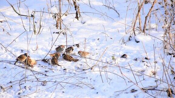 一群麻雀在雪地里啄食面包