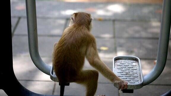 猴子生活在泰国普吉岛的公园里
