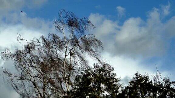 暴风雨的风吹在树上