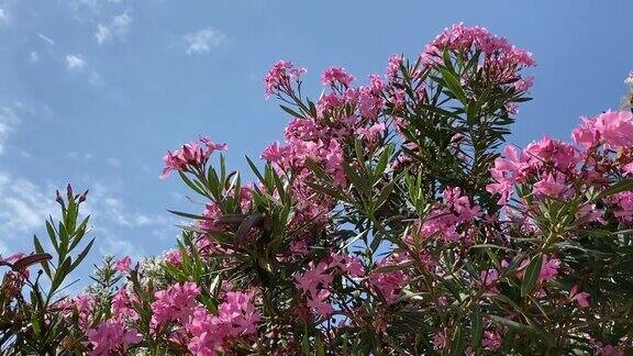 淡粉色的夹竹桃花在花园里盛开热带夹竹桃灌木对抗晴朗的蓝天