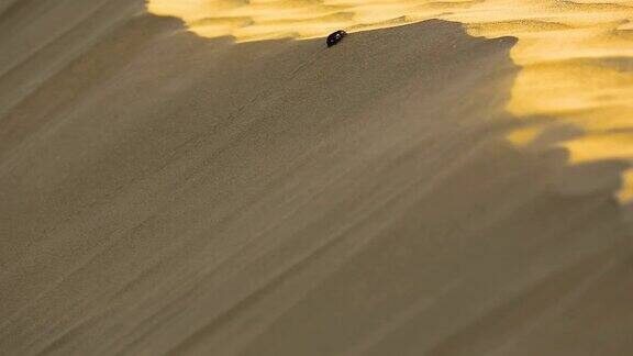 沙漠中的圣甲虫