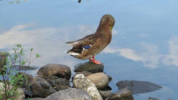 鸭子站在石头上清理羽毛