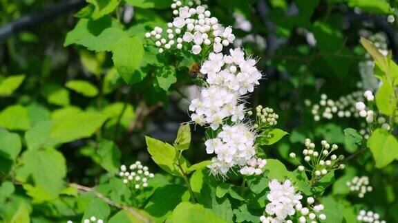 一只蜜蜂在一朵白花上蜜蜂在开花的树枝上采集花蜜和花粉绣线菊花朵的特写飞翔的蜜蜂在春天阳光明媚的日子里给花授粉动物昆虫野生动物