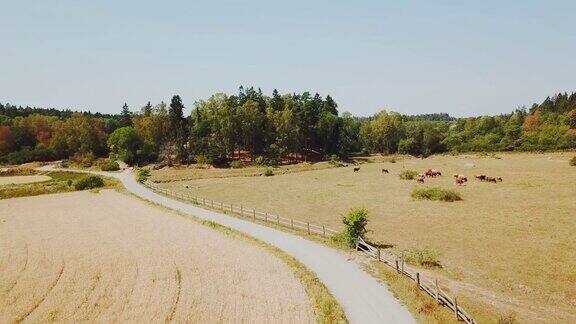 鸟瞰乡村奶牛道路