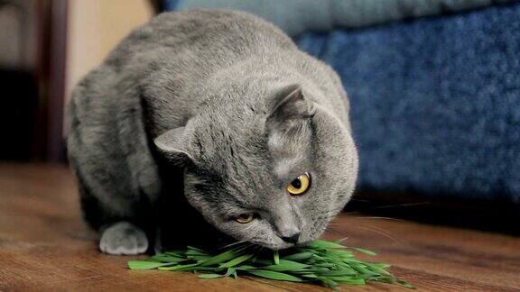 小灰猫在家里吃草