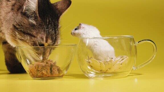 给猫的食物猫吃猫食不理会仓鼠