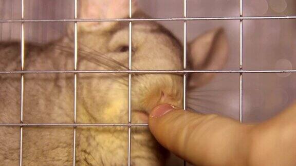 笼子里的栗鼠