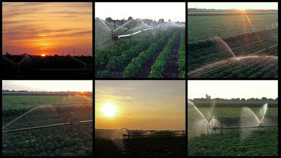 美丽的日落在灌溉农田-多屏幕视频
